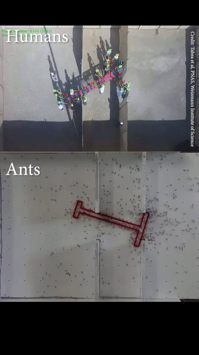 Ants Vs Humans Problem solving skills
