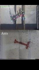 Ants Vs Humans Problem solving skills