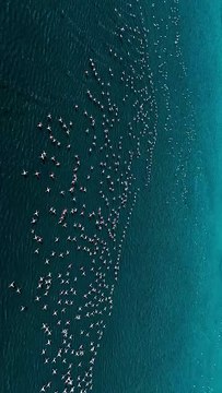 Graceful Flamingos from Above 🦩✨