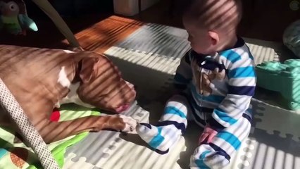 Funny Cute Animal Videos 🐾 Guaranteed to Make You Laugh or Grin!