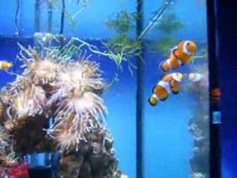 nemo