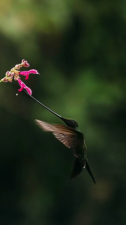 Le colibri