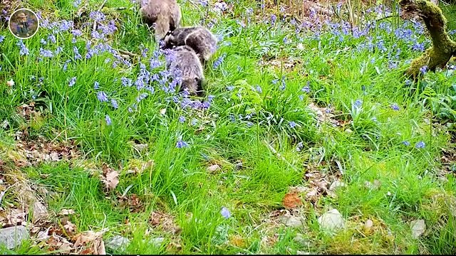 How Do Hunters and Farmers Deal with Millions of Badgers, Rabbits, Wild Boars and Squirrels by Guns