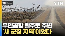 [자막뉴스] 먹이 찾는 철새 떼... 기장 '메이데이'와 연관 있나 / YTN