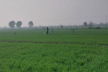 swm: जिले में गेहूं, चना व सरसों का होगा बीमा, किसानों को 1.5 फीसदी कराना होगा प्रीमियम जमा