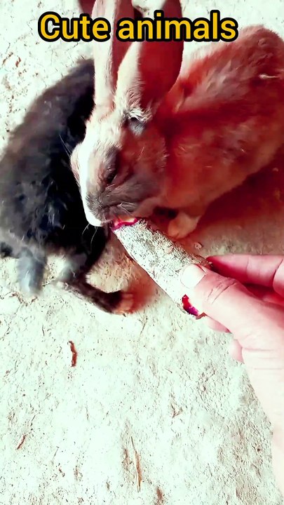 AMIZING animals 😱