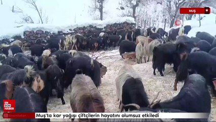 Muş'ta kar yağışı çiftçilerin hayatını olumsuz etkiledi