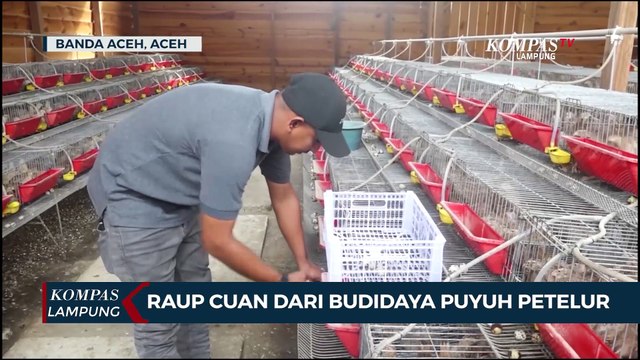 Peternak Suskses Budidaya Puyuh Petelur, Omzet Jutaan Rupiah Perhari