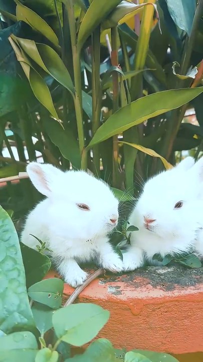 Cute rabbits