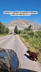 Quand tu croises des ours sur la route au Canada 🇨🇦