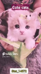 _cute cat_ 😸🥲😚😙 #shorts #cats #love #funny  @Star_14672