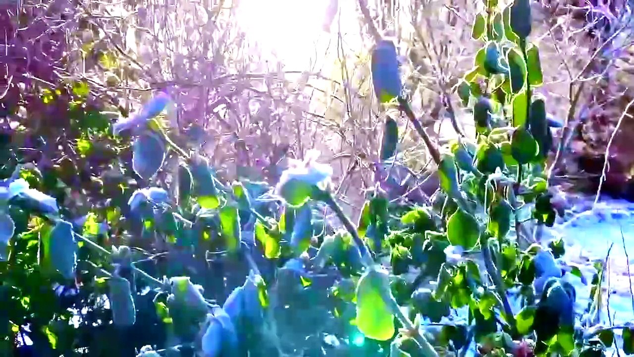 Winter in the garden