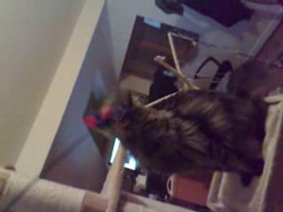 Mon gros chaton !