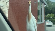 Bird tags along on a ride and waits for a French fry snack