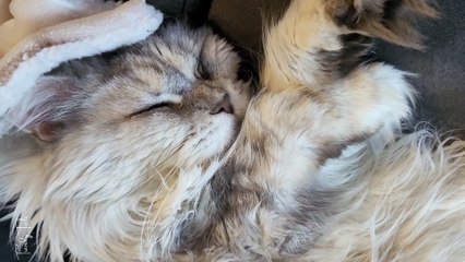 Her snoring is the cutest thing ever (sound on)