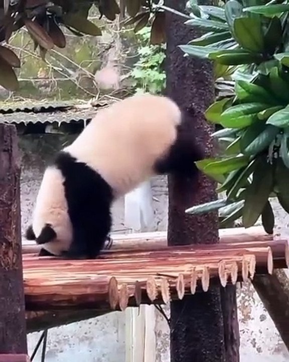 🐾 Prepare to be mesmerized by the adorable antics of our feline friends! I