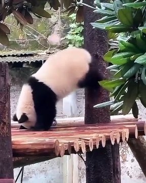 🐾 Prepare to be mesmerized by the adorable antics of our feline friends! I