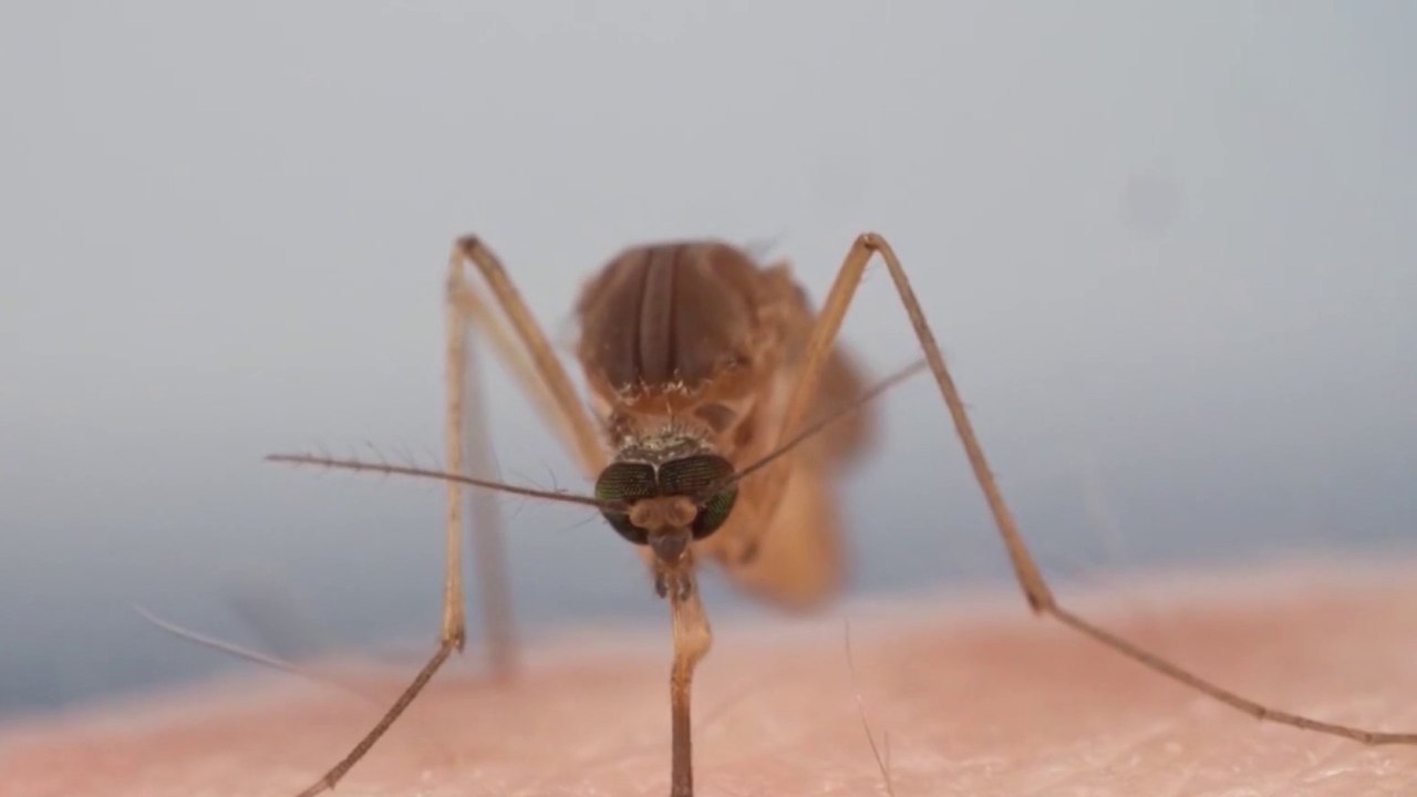 tn7-peor-brote-de-dengue-de-los-ultimos-20-años-301224