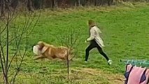 Hilarious footage shows dog stealing a turkey out of a car