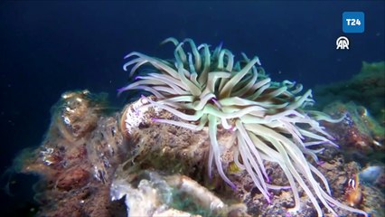 Marmara’da su altında büyüyen tehdit: Müsilaj