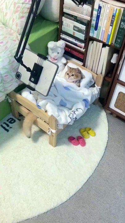 kucing
