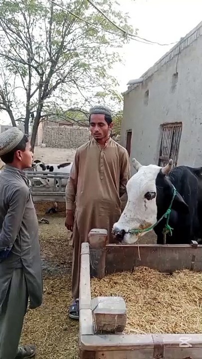 بھائی جان مجھے ایک مشورہ دیں #umarmustafa#funnyvideo#ahmedpureast