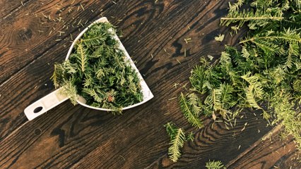 When Is The Right Time to Get Rid of Your Christmas Tree?