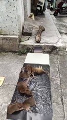 "🖤 Brave Little Mouse Stuck on Paper – Sweet Rescue Story!"🐭