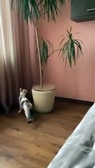 Comment protéger vos plantes du chat...