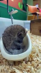 Petit bain du matin pour ce hérisson adorable