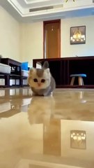 CUTE CATS AND KITTEN VEDIOS