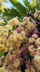 Gujarat ni keshar keri