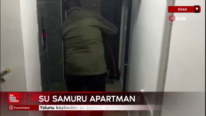 Sivas'ta yolunu kaybeden su samuru apartmana girdi