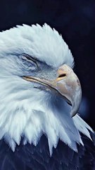 Bald eagles have crazy eyes.