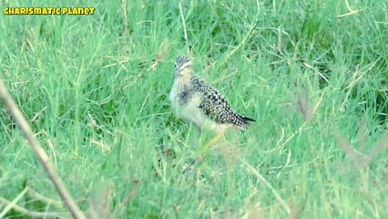 Spotted Sandpiper for Facebook