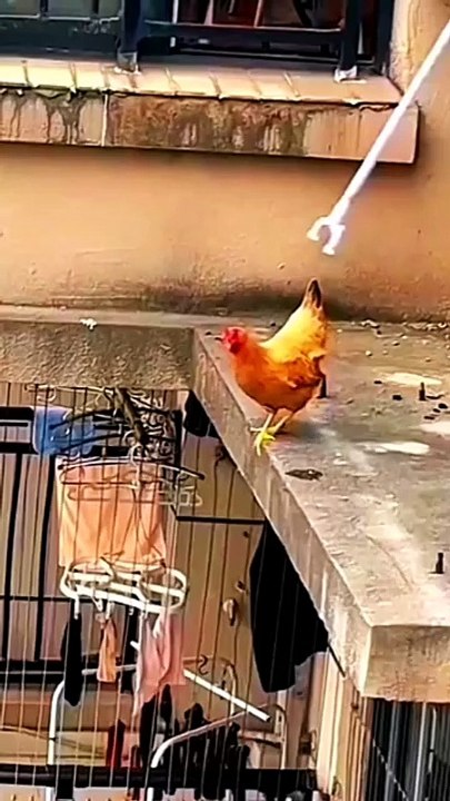 #escape #bird #chicken #flying #record #survivor #free #freefire_lover #sn2sg #wow #sunnight #super #sunnightmusic #power #rebel #sunnightpop #sunnightblues #wayselfmore #selfcare #pet #pets #animal #urban #city #human #lifestyle #brave #chance #righttime