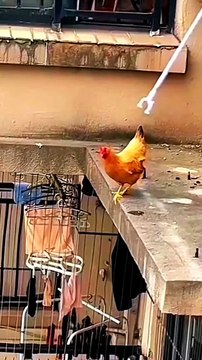 #escape #bird #chicken #flying #record #survivor #free #freefire_lover #sn2sg #wow #sunnight #super #sunnightmusic #power #rebel #sunnightpop #sunnightblues #wayselfmore #selfcare #pet #pets #animal #urban #city #human #lifestyle #brave #chance #righttime