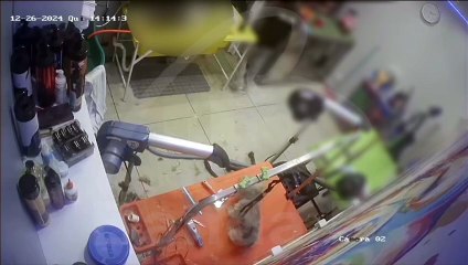 Cachorrinha morre após sofrer trauma durante tosa em pet shop de Curitiba