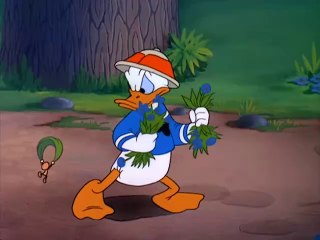 Corti Disney - Paperino Collezionista d'Insetti