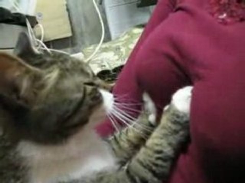 Chat_peloteur