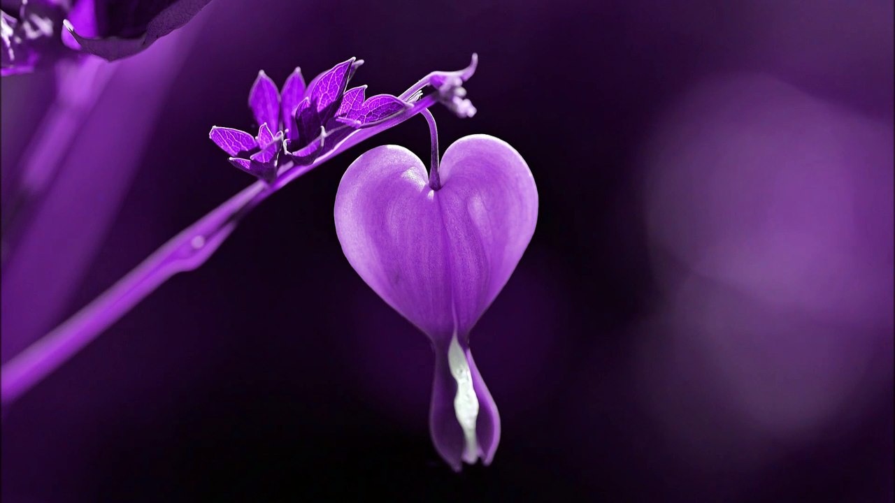 Heart - Full HD