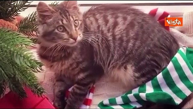 La campagna del Ministero della salute per contrastare l'abbandono degli animali durante le vacanze