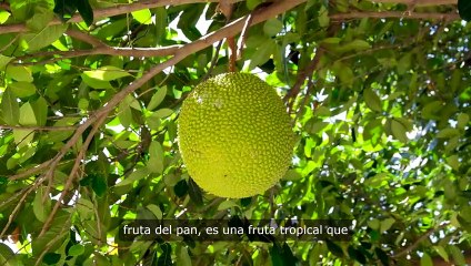 Beneficios para la salud de comer Panapen (Pana o Fruta del Pan)