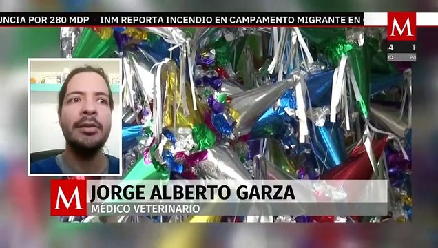 ¿Cómo evitar que la pirotecnia afecte a tus mascotas durante las fiestas de Año Nuevo?