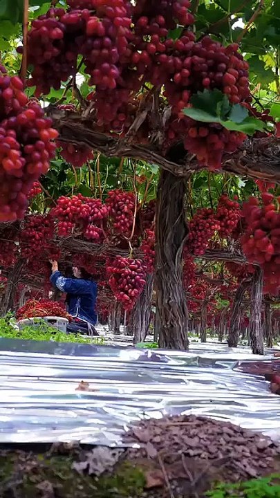 Much grapes hanging on the trees,,,,,