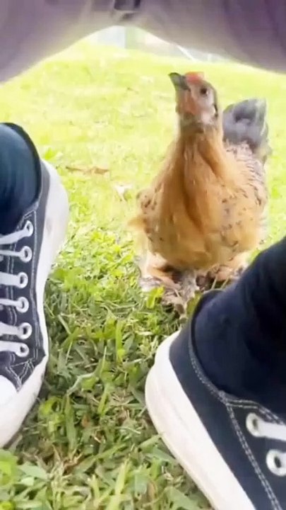 Larki KO murgi ne kat liya 😂😂 #short