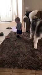 "Fur-ever Friends: The Unlikely Bond Between a Husky and a Baby"   ..... #doglover #dogoftheday #doglife #instadogs #petstagram #puppies #puppylove #puppylife