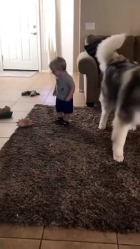 Fur-ever Friends: The Unlikely Bond Between a Husky and a Baby ..... #doglover #dogoftheday #doglife #instadogs #petstagram #puppies #puppylove #puppylife