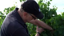 South Australian grape growers optimistic after devastating frost in the Barossa Valley