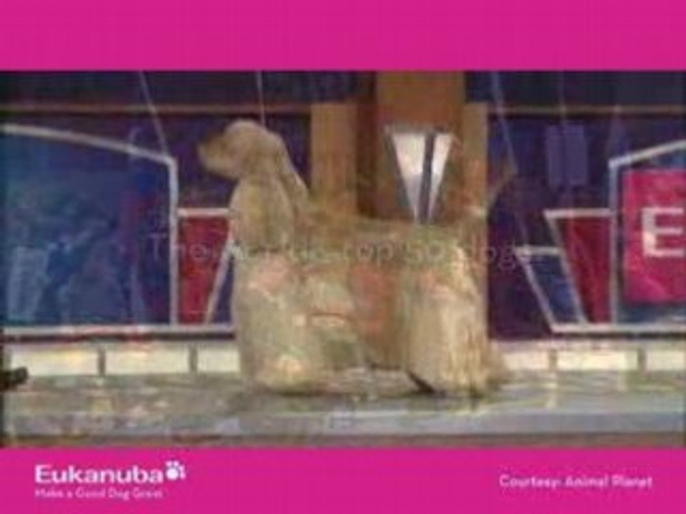 Eukanuba World Challenge 2008